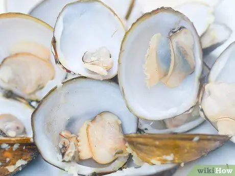 Паровые моллюски Шаг 5