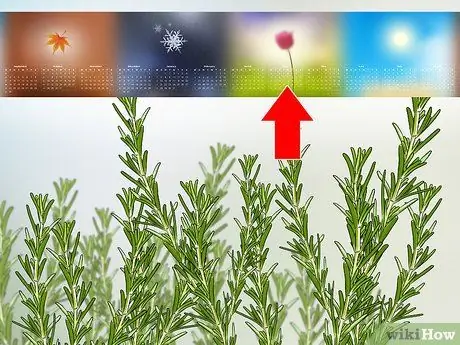 Сбор розмарина Шаг 1