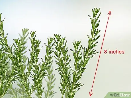 Сбор урожая розмарина Шаг 2