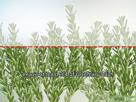 Сбор розмарина Шаг 4