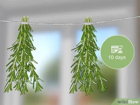 Сбор урожая розмарина Шаг 5