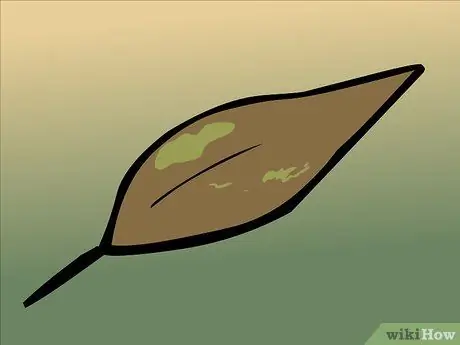 Сухие лавровые листья, шаг 9