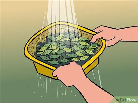 Сухие лавровые листья, шаг 11