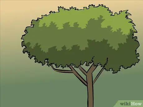 Сухие лавровые листья, шаг 2