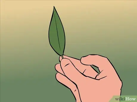 Сухие лавровые листья, шаг 4