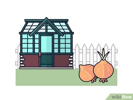 Выращивание шафрана, шаг 1