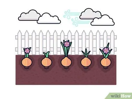 Выращивание шафрана Шаг 10