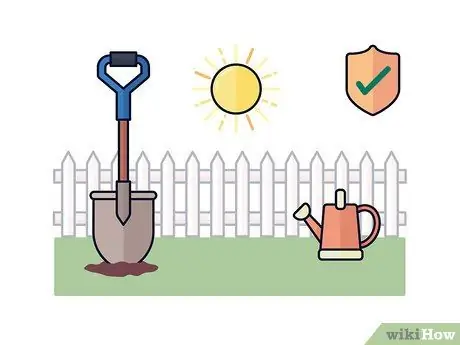 Выращивание шафрана, шаг 2