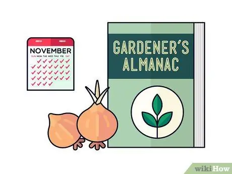 Выращивание шафрана, шаг 5