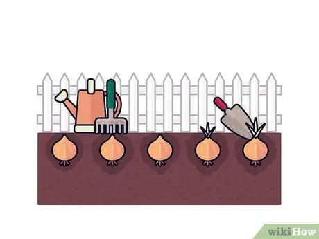 Выращивание шафрана Шаг 6