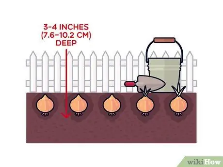 Выращивание шафрана, шаг 7