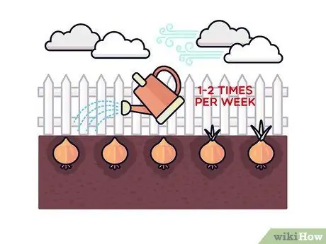 Выращивание шафрана Шаг 8