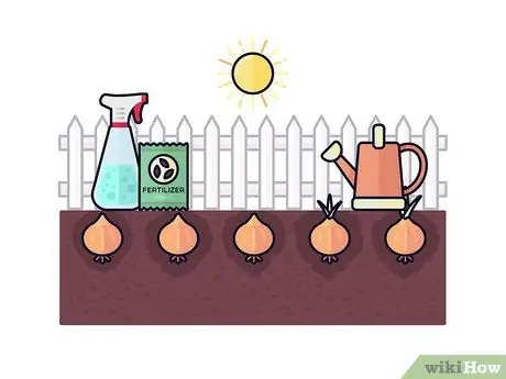 Выращивание шафрана, шаг 9