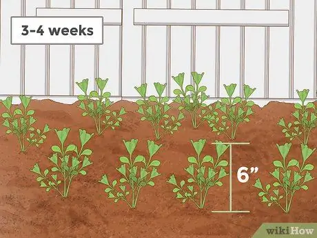 Выращивание пажитника Шаг 11