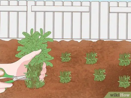 Выращивание пажитника Шаг 12