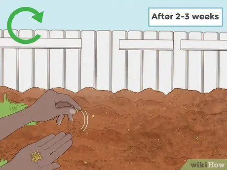 Выращивание пажитника Шаг 13