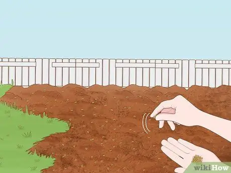 Выращивание пажитника Шаг 7