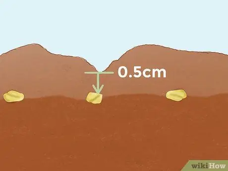 Выращивание пажитника Шаг 8