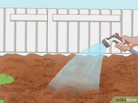 Выращивание пажитника Шаг 9