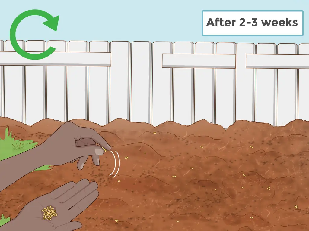 Как вырастить пажитник: 13 шагов (с иллюстрациями)