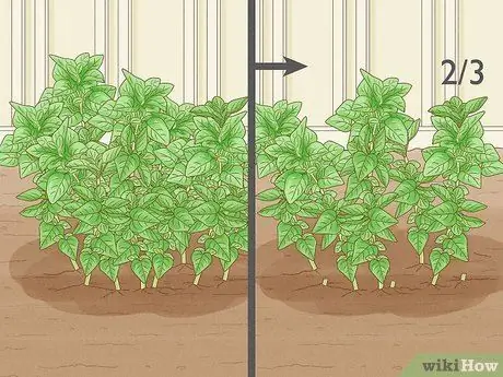 Сбор орегано, шаг 2