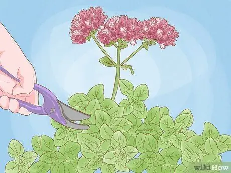 Сбор орегано Шаг 4