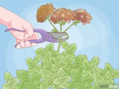 Урожай орегано, шаг 5