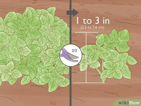 Сбор орегано Шаг 6