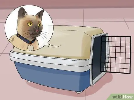 Двигайтесь вместе с кошкой Шаг 4