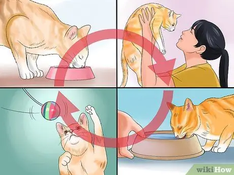 Двигайтесь вместе с кошкой Шаг 6