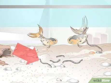 Снизьте уровень аммиака в аквариуме, если он не очень высокий Шаг 10