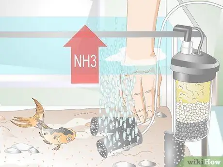 Понизьте уровень аммиака в аквариуме, если он не очень высокий Шаг 6