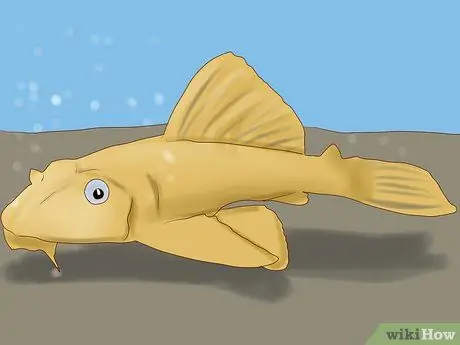 Избавьтесь от улиток в аквариуме, шаг 4