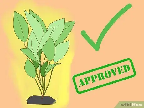 Избавиться от улиток в аквариуме, шаг 7