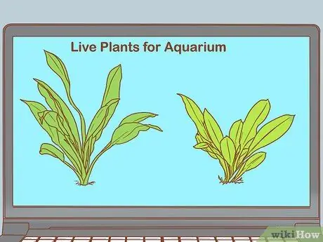 Сделайте свой аквариум профессионально разработанным Шаг 2