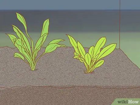 Сделайте свой аквариум профессионально разработанным Шаг 3