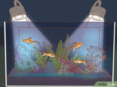 Сделайте свой аквариум профессионально разработанным Шаг 7