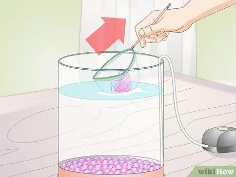 Содержание аквариума с медузами Шаг 6