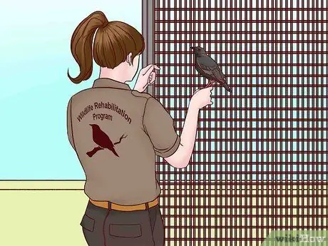 Спасение птиц, шаг 11