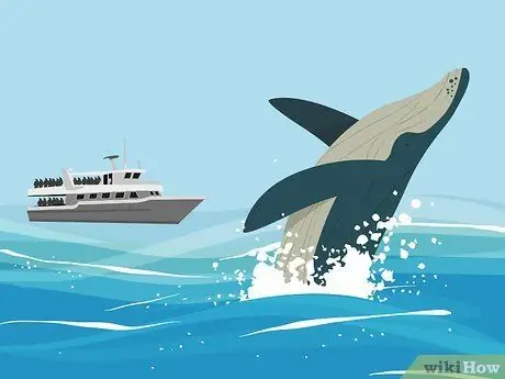 Спасение синих китов, шаг 01