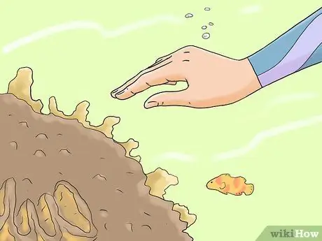 Защитить коралловые рифы, шаг 1