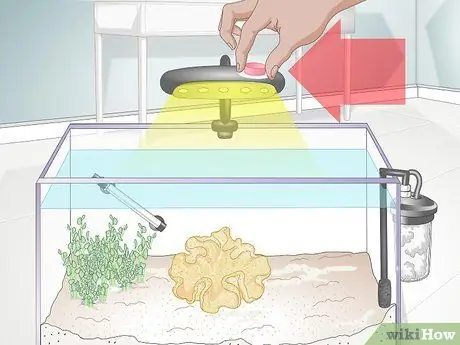 Кормить коралл, шаг 1