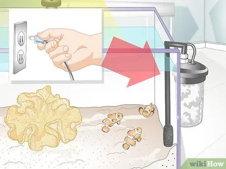 Кормить коралл, шаг 12