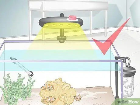 Накормить коралл, шаг 13