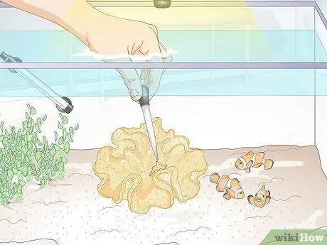 Feed Coral Шаг 15