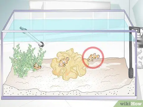 Кормить коралл, шаг 2