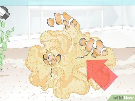 Накормить коралл, шаг 5