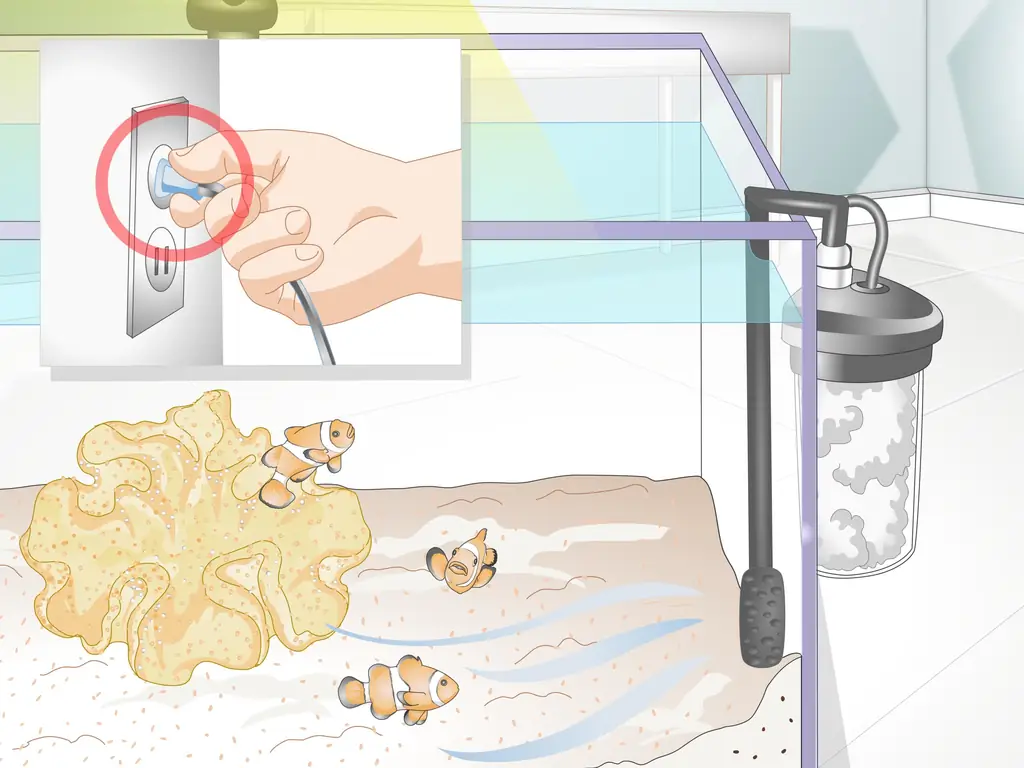 Как кормить коралл (с картинками)