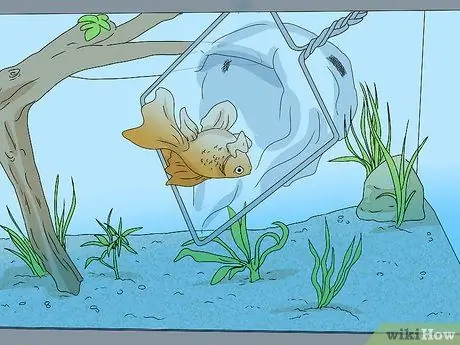 Снизьте уровень аммиака в аквариуме Шаг 7