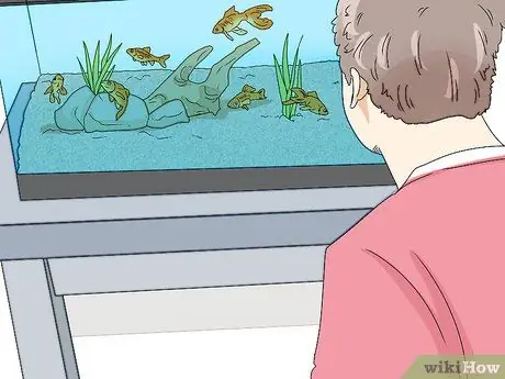 Снизьте уровень аммиака в аквариуме Шаг 8
